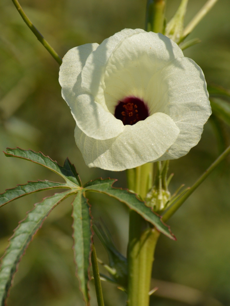 roselle.thumbnail