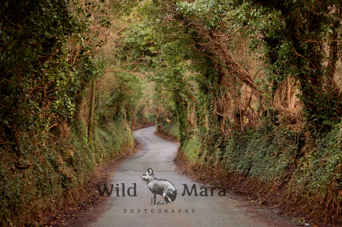 IRELAND.watermark