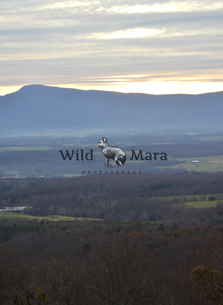 LURAY.watermark