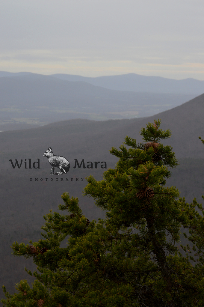 MOUNTAINMAMA.watermark