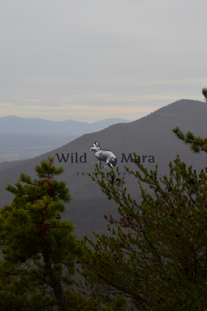PINING.watermark