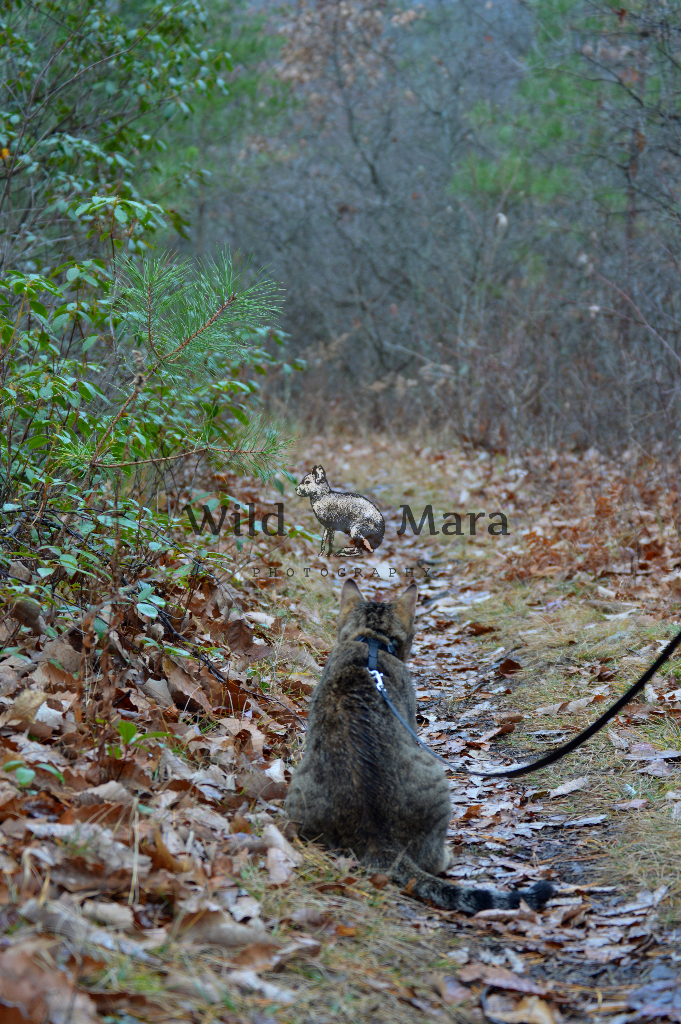 PIPADVENTURE.watermark