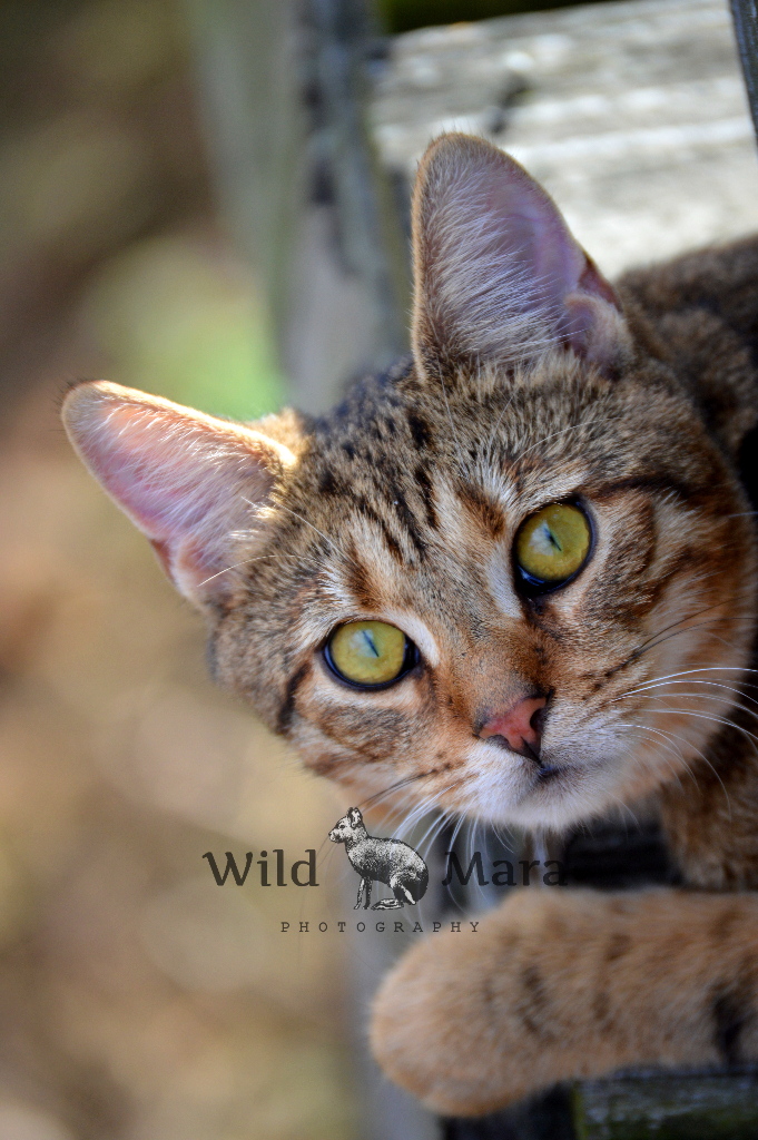 PIPPIN.watermark