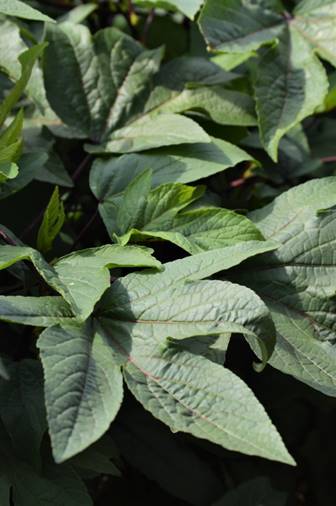 Roselle leaves