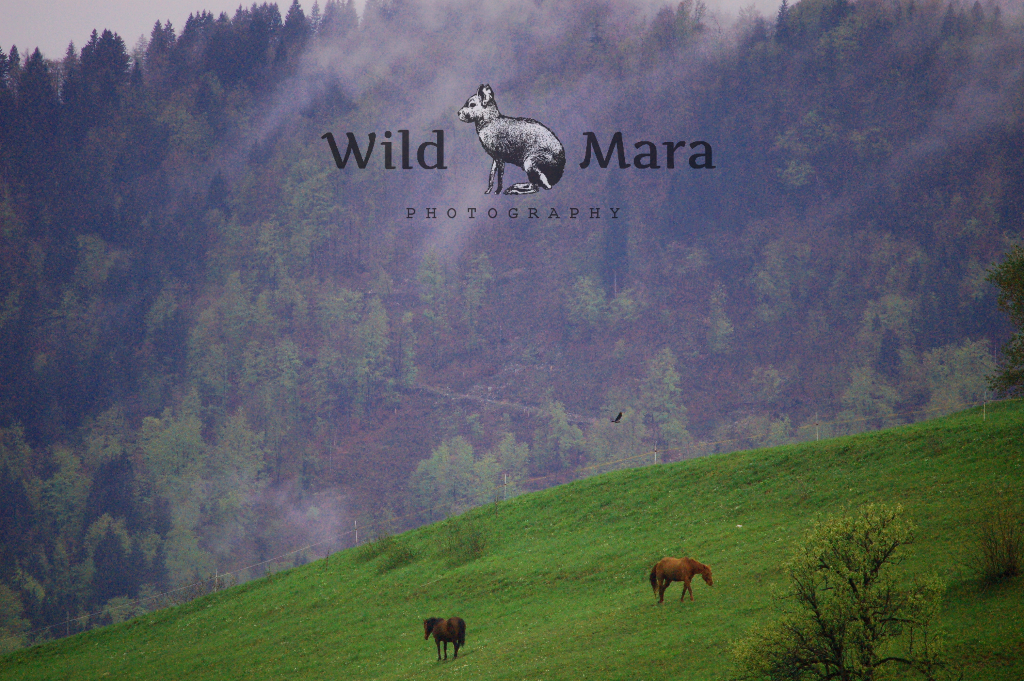 SLOVENIA.watermark
