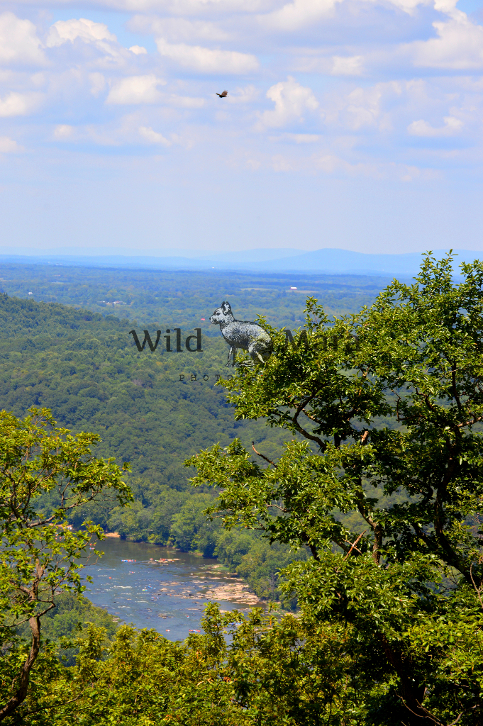 WV.watermark