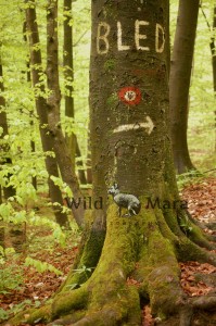 BLED1.watermark