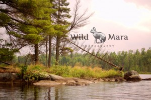 BWCA.watermark