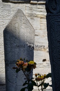 CEMETARY.watermark