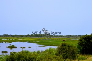 CHINCOTEAGUE.watermark