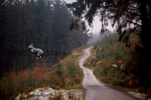 EIRE.watermark
