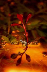 FLORAQUATICA.watermark
