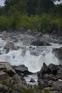 GREATFALLS.watermark
