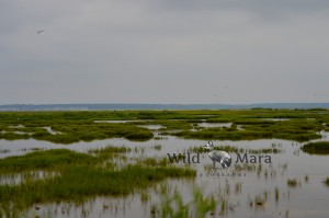 MARYLAND.watermark
