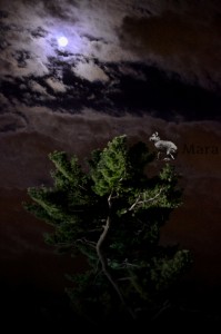 MIDNIGHT.watermark