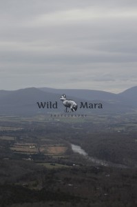 MISTYMOUNTAINS.watermark