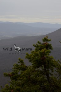 MOUNTAINMAMA.watermark