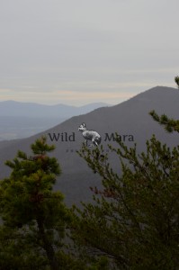 PINING.watermark