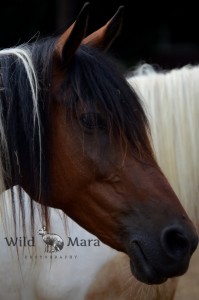 PONY.watermark