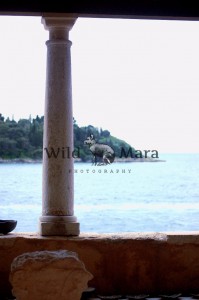 ROVINJ1.watermark