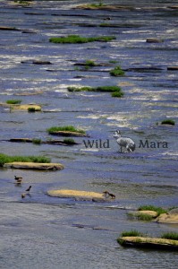 SHENANDOAH.watermark