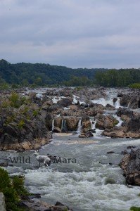 THEFALLS.watermark (1)