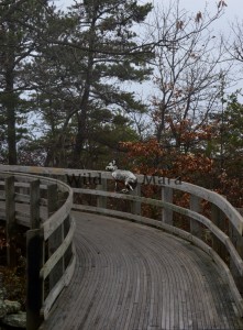 WALK.watermark