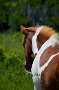 WILDPONY.watermark