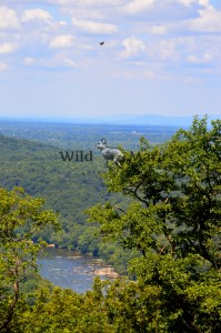 WV.watermark